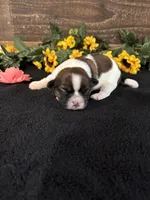 Hope, a female Shih Tzu for sale in Buda, TX – 2 of 5