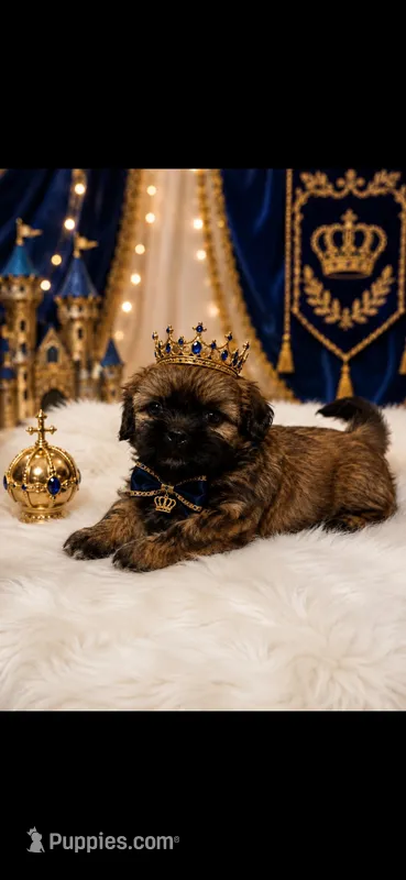 Milo – Shih Tzu puppy for sale in Buda, TX