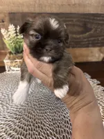 Simba, a male Shih Tzu for sale in Buda, TX – Photo 2 of 6