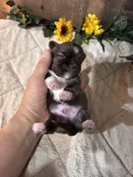 Blessing, a male Shih Tzu for sale in Buda, TX – Photo 2 of 4