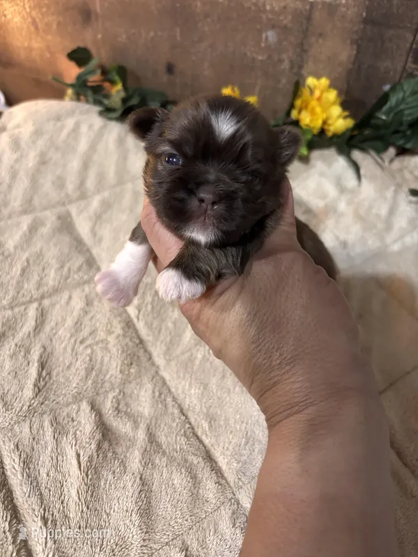 Blessing – Shih Tzu puppy for sale in Buda, TX