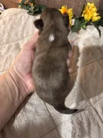 Blessing, a male Shih Tzu for sale in Buda, TX – Photo 3 of 4