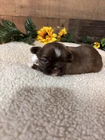 CHARLIE, a male Shih Tzu for sale in Buda, TX – Photo 5 of 6