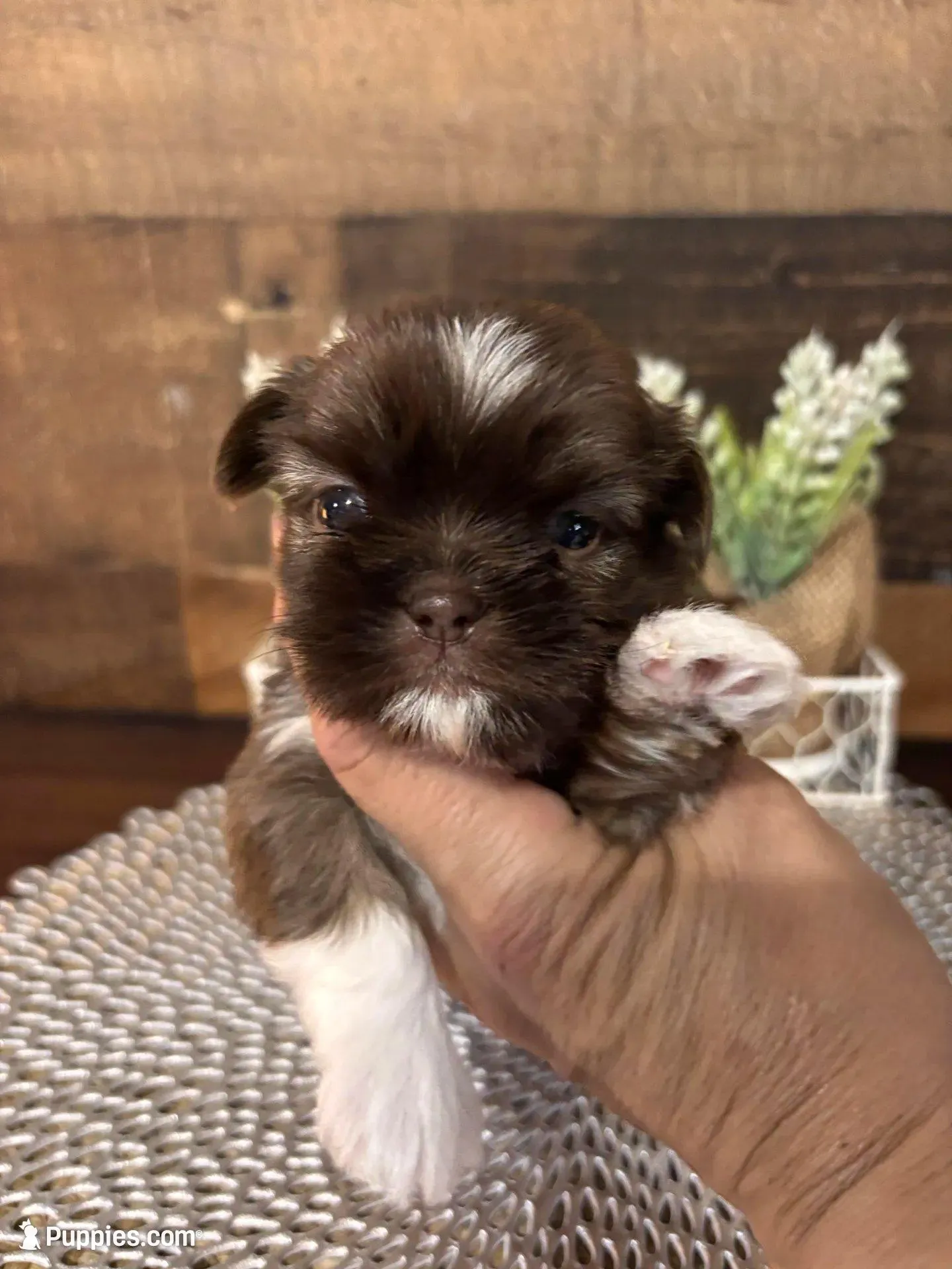 Simba, a male Shih Tzu for sale in Buda, TX – Photo 3 of 6
