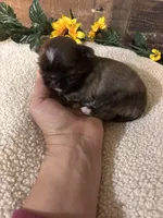 CHARLIE, a male Shih Tzu for sale in Buda, TX – Photo 2 of 6