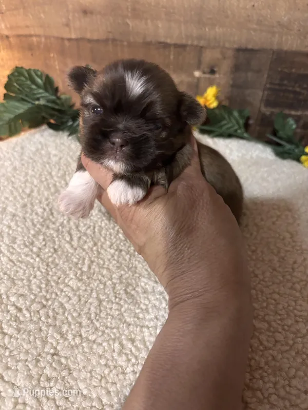 CHARLIE – Shih Tzu puppy for sale in Buda, TX