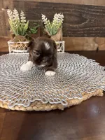 Simba, a male Shih Tzu for sale in Buda, TX – Photo 6 of 6