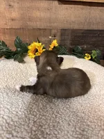 CHARLIE, a male Shih Tzu for sale in Buda, TX – Photo 6 of 6