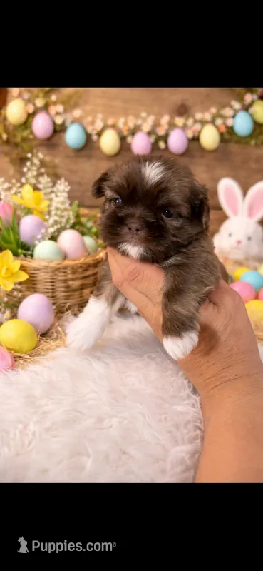 GORGEOUS – Shih Tzu puppy for sale in Buda, TX
