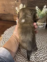 Simba, a male Shih Tzu for sale in Buda, TX – Photo 5 of 6