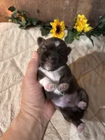 Blessing, a male Shih Tzu for sale in Buda, TX – Photo 4 of 4