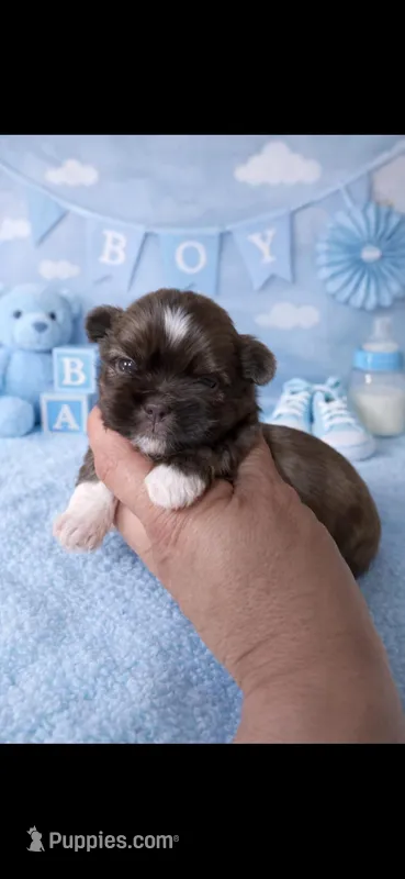 Blessing – Shih Tzu puppy for sale in Buda, TX