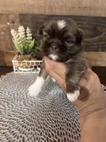 Simba, a male Shih Tzu for sale in Buda, TX – Photo 1 of 6