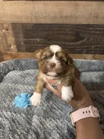 PRINCE, a male Shih Tzu for sale in Buda, TX – 2 of 5