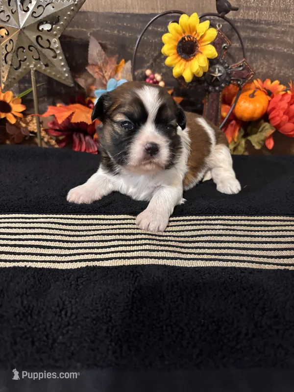 Amigo – Shih Tzu puppy for sale in Buda, TX