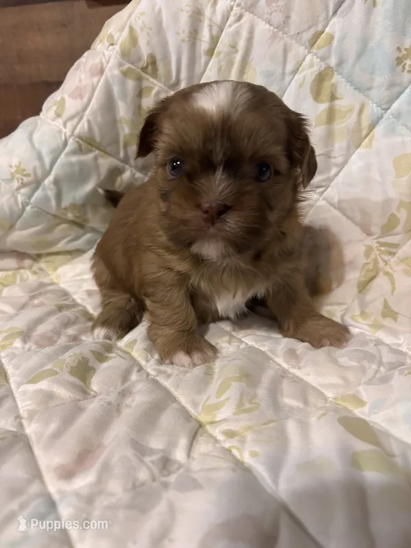 PRINCESS – Shih Tzu puppy for sale in Buda, TX