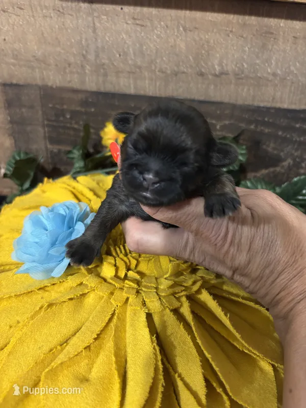 Hershey – Shih Tzu puppy for sale in Buda, TX