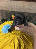 Hershey, a male Shih Tzu for sale in Buda, TX – 1 of 4