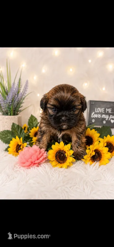 Estrelita – Shih Tzu puppy for sale in Buda, TX