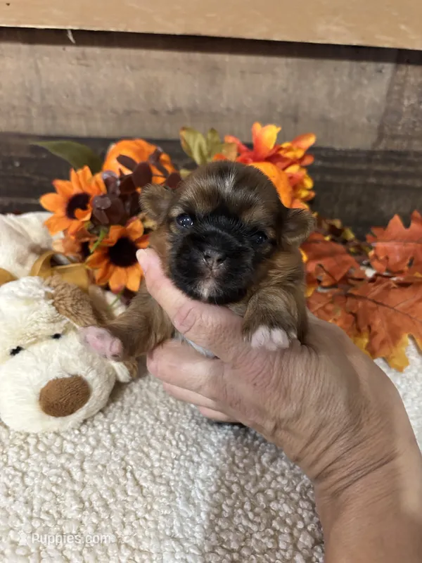 Angel – Shih Tzu puppy for sale in Buda, TX