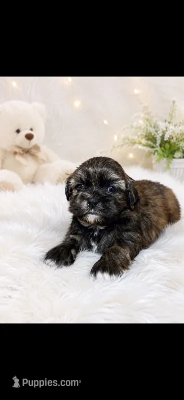 Gorgeous – Shih Tzu puppy for sale in Buda, TX