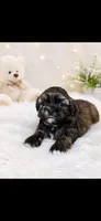 Gorgeous, a male Shih Tzu for sale in Buda, TX – 1 of 5