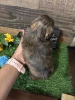 Gorgeous, a male Shih Tzu for sale in Buda, TX – 3 of 5
