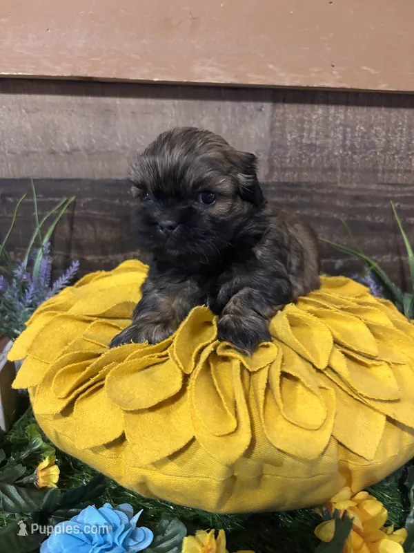 Hershey – Shih Tzu puppy for sale in Buda, TX