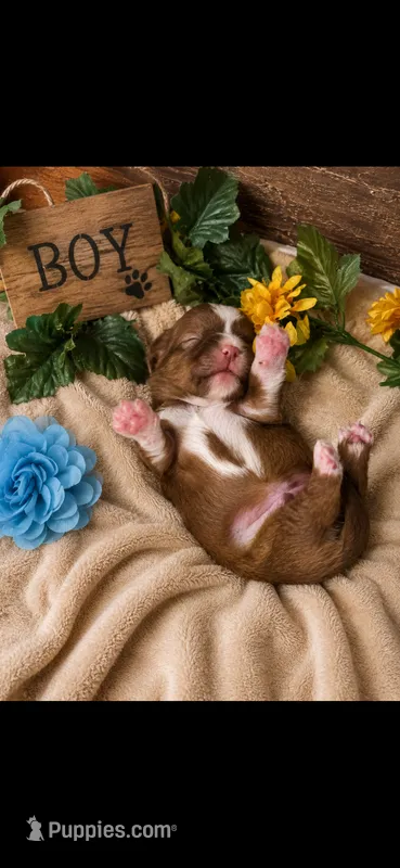 Simba – Shih Tzu puppy for sale in Buda, TX