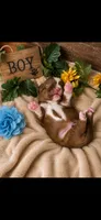Simba, a male Shih Tzu for sale in Buda, TX – 1 of 5