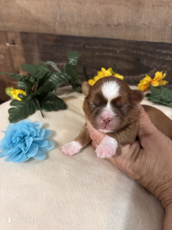 Simba – Shih Tzu puppy for sale in Buda, TX
