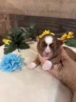 Toby, a male Shih Tzu for sale in Buda, TX – 2 of 5