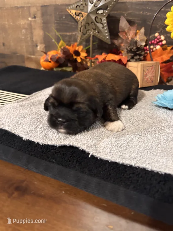 Nico – Shih Tzu puppy for sale in Buda, TX