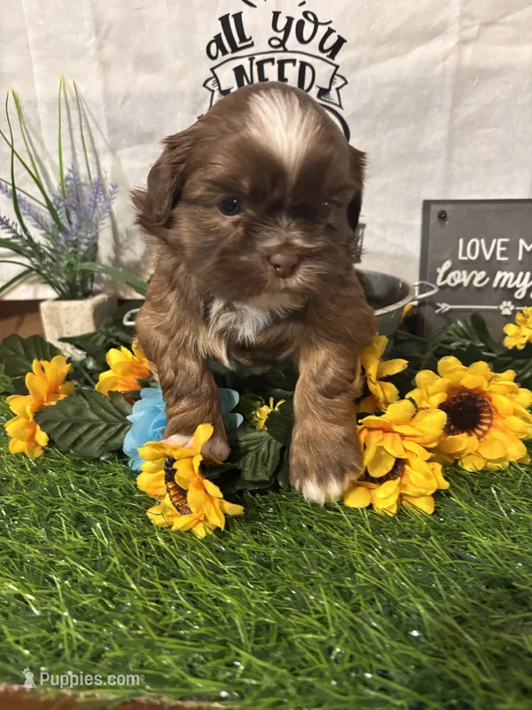 Chulo – Shih Tzu puppy for sale in Buda, TX