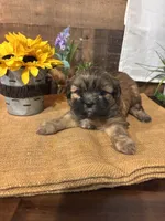 Beautiful , a female Shih Tzu for sale in Buda, TX – 4 of 4