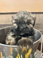 Cutie, a male Shih Tzu for sale in Buda, TX – 5 of 7