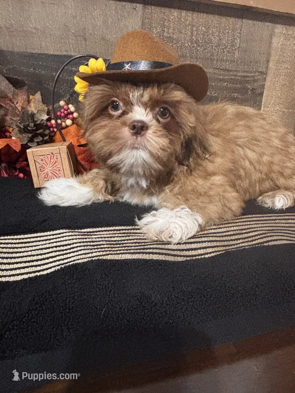 Zues – Shih Tzu puppy for sale in Buda, TX