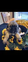 BEAR , a male Shih Tzu for sale in Buda, TX – Photo 8 of 8