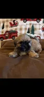 BEAR , a male Shih Tzu for sale in Buda, TX – Photo 5 of 8