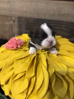 Miracle, a female Shih Tzu for sale in Buda, TX – 2 of 4