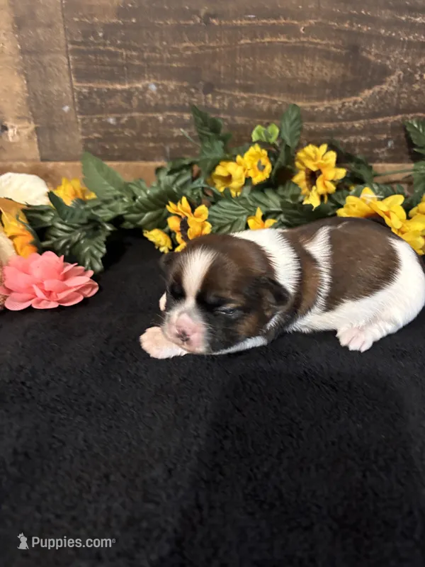Hope – Shih Tzu puppy for sale in Buda, TX