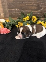 Hope, a female Shih Tzu for sale in Buda, TX – 1 of 5