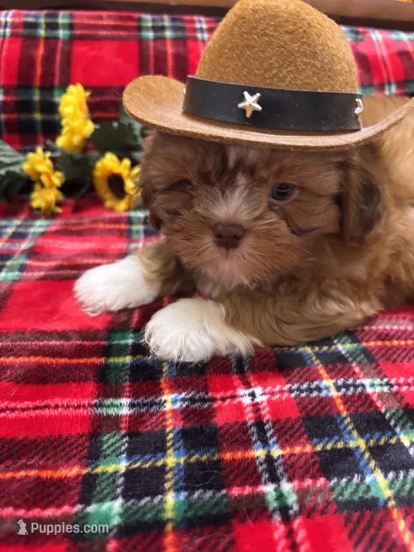 LIL COWBOY – Shih Tzu puppy for sale in Buda, TX