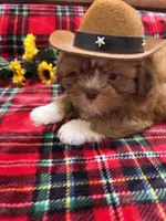 LIL COWBOY, a male Shih Tzu for sale in Buda, TX – 1 of 4