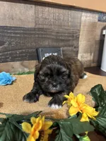 Gorgeous, a male Shih Tzu for sale in Buda, TX – 5 of 5