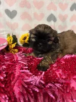 Bella, a male Shih Tzu for sale in Buda, TX – 4 of 4