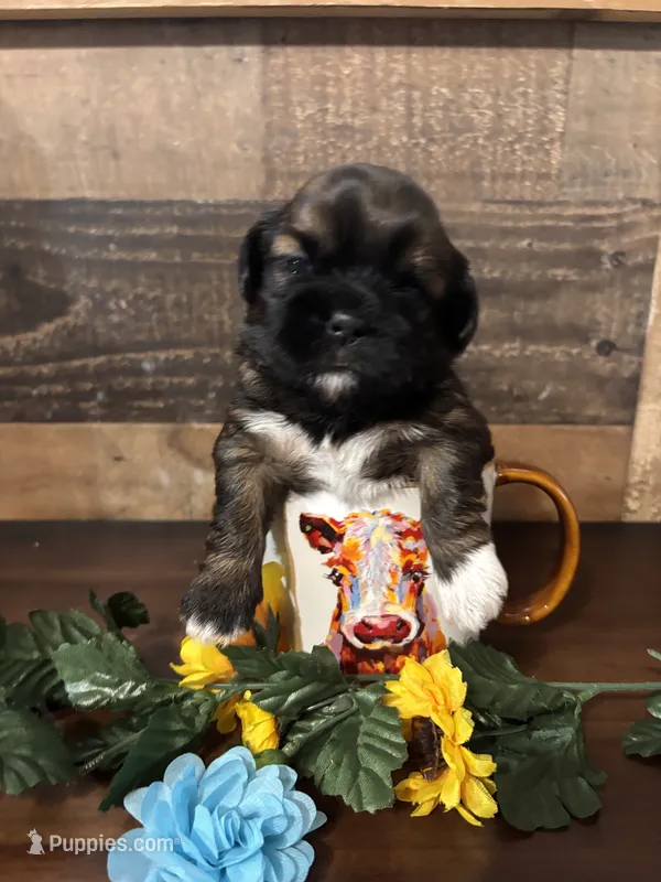 Nico – Shih Tzu puppy for sale in Buda, TX