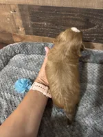 PRINCE, a male Shih Tzu for sale in Buda, TX – 3 of 5