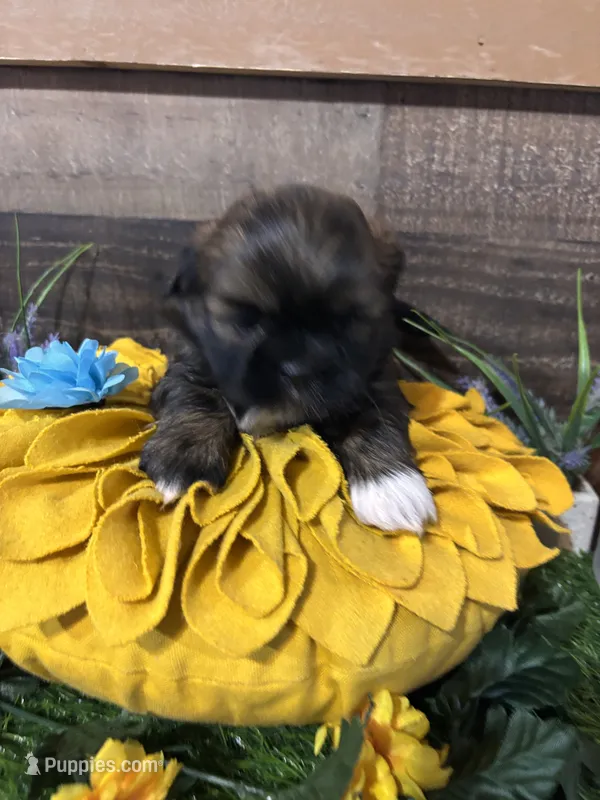Nico – Shih Tzu puppy for sale in Buda, TX