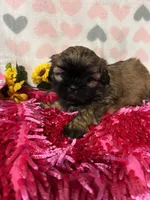 Bella, a male Shih Tzu for sale in Buda, TX – 1 of 4